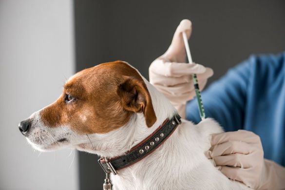 Centro Veterinario Yuncos perro siendo vacunado